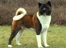 These dogs are large, solid, and powerful. 20 Things Only Akita Owners Would Understand