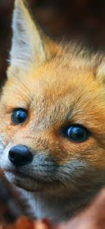 Only if you're using the best hd images at unsplash. Fox Wallpaper Kolpaper Awesome Free Hd Wallpapers