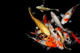 Ikan koi memang cantik, tapi hidupnya bisa penuh bahaya. Cara Merawat Ikan Koi Yang Benar Ikan Hias Cantik Yang Jadi Simbol Keberuntungan Portal Jember