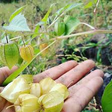 Tanaman ini merupakan penyebab bakteri xanthomonas. Dianggap Gulma Justru Buah Ciplukan Punya 3 Khasiat Penting Ini