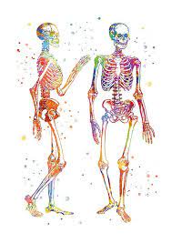 peinture corps humain aquarelle anatomie dessin squelette etsy arte do corpo humano esqueleto humano desenho corpo humano