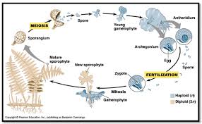 Sebutkan yang termasuk generasi sporofit pada pteridophyta. Pteridophyta Adalah Pengertian Klasifikasi Ciri Manfaat