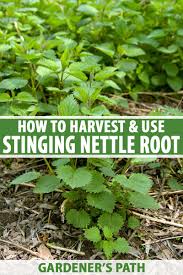 If you're here, you must be feeling eager to use it for hair loss. How To Harvest Stinging Nettle Root Gardener S Path