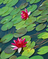 Image result for Nymphaea heudelotii