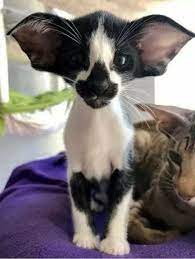 B W Bat Eared Cat Pretty Cats Oriental Shorthair Cats Cute Cats