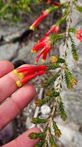 Image result for Erica evansii
