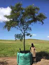 Image result for Croton gratissimus