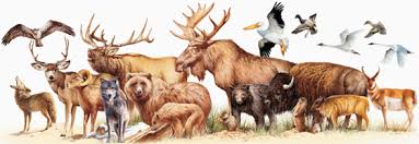 While both types of rodents. Rocky Mountain Mammal Size Comparisons Mary Donahue