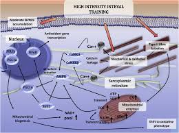 High Intensity Interval Training And Molecular Adaptive Response Of Skeletal Muscle Sciencedirect