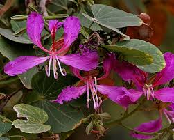 Image result for Bauhinia purpurea
