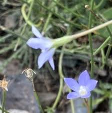 Identity of the original wahlenbergia gracilis (campanulaceae) and allied species. Wahlenbergia Gracilis Sightings Canberra Southern Tablelands Nsw