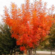 We did not find results for: Chinese Pistache Pistacia Chinensis My Garden Life
