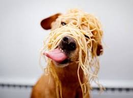 Pasta Dinner To Benefit Face Low Cost Spay Neuter Clinic Happy Animals Baby Dogs Funny Dogs