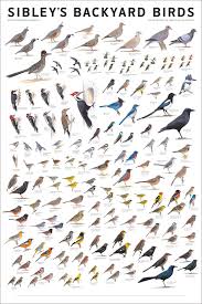 Birds Of North America Poster Amazon Amazon Com Sibley S Backyard Birds Western North America David Allen Sibley Office Products Backyard Birds Beautiful Birds Bird Identification