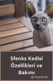 sfenks kedisi ozellikleri ve bakimi sfenks kedi hayat