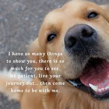 It S Never Easy Each Time You Lose A Dog Something Inside You Does We Really Wish One Day We Will Meet All Our Dogs And Ca Losing A Dog Dog Quotes