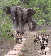 African Elephants Come Face To Face With One Of Africa S Most Fearless Animals Wild Dogs At The Sabi Sands Private Game R Animaux Chiens Sauvages Photo Animaux