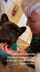 Working in corrections can be tough, with correctional professionals often  dealing with a lot of stress and trauma. The Massachusetts Department of  Corrections Comfort Dog Program is here to lend a ...