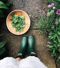 Kaetlyn Anne Sur Instagram That Post Rain Glow Harvesting Some Spinach Before It Bolts Some Cilantro For Theo En Spring Garden Garden Photography Plants