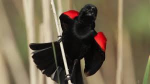 Maybe you would like to learn more about one of these? Red Winged Blackbird Youtube
