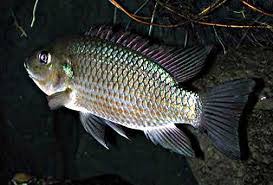 5 Jenis Ikan Konsumsi Air Tawar Yang Sering Dibudidayakan Awalilmu Com
