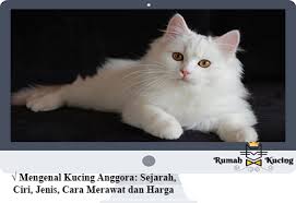 Kucing anggora adalah salah satu jenis kucing yang paling banyak diminati, oleh karena itu harga kucing anggora ini harganya lumayan tinggi dibandingkan dengan kucing yang lain. Mengenal Kucing Anggora Sejarah Ciri Jenis Cara Merawat