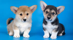 Look at pictures of corgi puppies who need a home. Corgi Puppies Animal Facts Encyclopedia