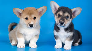 Breeders of merit are denoted by level in ascending order of: Corgi Puppies Animal Facts Encyclopedia