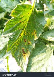 Image result for tomato seedling xanthomonas vesicatoria