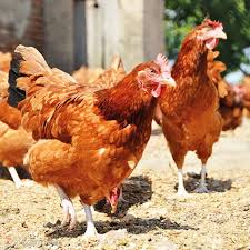 কক মুরগি