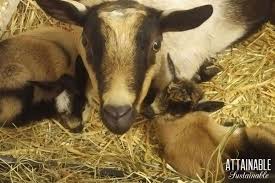 How much do nigerian dwarf goats weigh? Nigerian Dwarf Goats Top 5 Reasons To Choose Them For Your Homestead