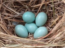 Real Bird Eggs For Sale How Crowdfunding Can Boost Your Investment Diversity Common Starling Bird Eggs Starling