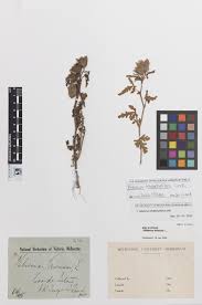 Image result for Hibiscus tridactylites