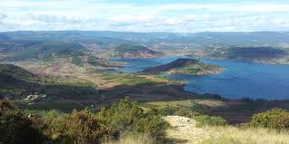 Image result for Selago lacunosa