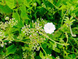 white flower white flowers flowers mobile photography