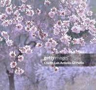 248 Pellin Stock Photos, High-Res Pictures, and Images ...