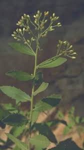 Image result for Pluchea dioscoridis