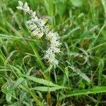 Image result for Chlorophytum africanum