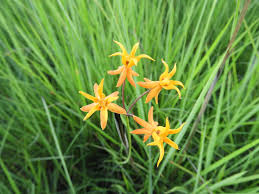 Image result for Stathmostelma pauciflorum