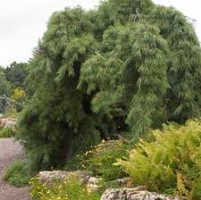 Image result for Pinus strobus
