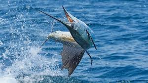Sailfish Are These Sought After Billfish The Fastest Fish In The Sea In 2020 Sea Fish Sailfish Fishing Adventure