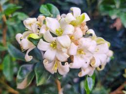 Image result for Murraya