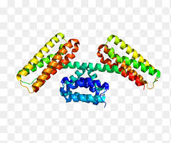 Protein data bank (pdb) is the single worldwide archive of structural data of biological macromolecules. Worldwide Protein Data Bank Png Images Pngegg