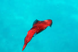 Oftmals irrtümlich als riesenkrake bezeichnet) ist weltweit verbreitet. Malediven Kalmaare