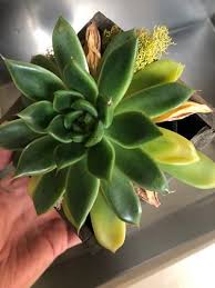 Why Are My Houseplant Leaves Turning Yellow Tips To Fix Plant Leaves Turning Yellow House Plants Plant Leaves Turning