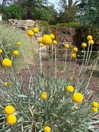 Most Beautiful Yellow Garden Designs And Yellow Flowers 22 Backyard Plants Australian Native Garden Native Garden
