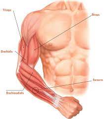 The deltoid consists three sets of fibers: What Muscles Do I Need To Train For Extra Large Arms A Greatest Fitness Forearm Muscles Anatomy Reference Muscle Fitness