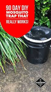 Mosquito larvae killer on the way. Diy Mosquito Trap With A 3 Or 5 Gallon Bucket Gardening Channel