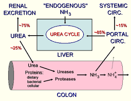 Schematic Of Ammonia Metabolism Eclinpath