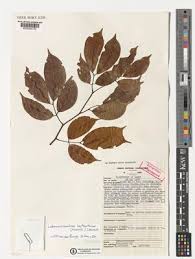 Image result for Scorodophloeus